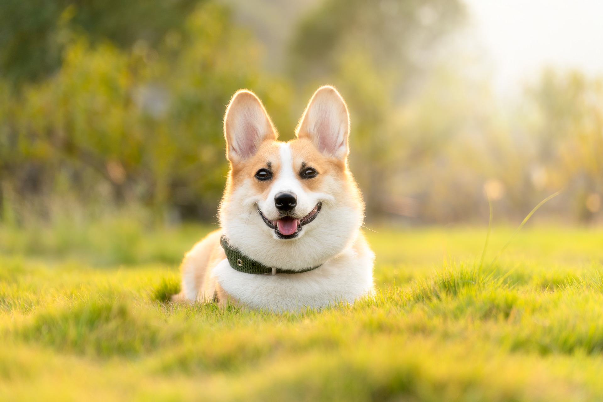 芝生でくつろぐ犬